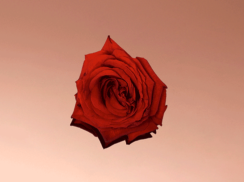 Motion Director Jouk Oosterhof Valentijn series