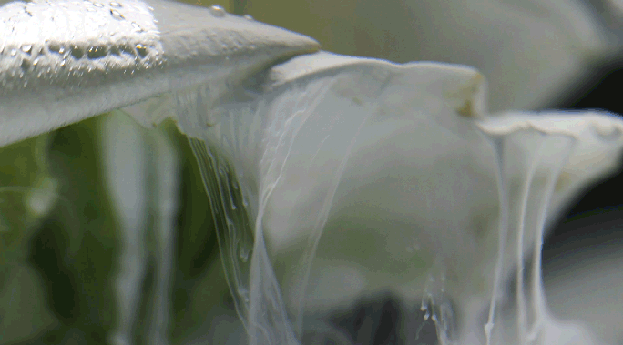 Sydney Motion Advertising Director Vicki Lee for Rasavada