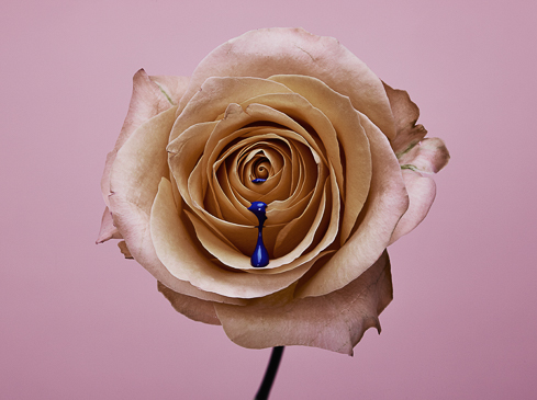 Sydney Still Life Photographer Vicki Lee Ultramarine Series