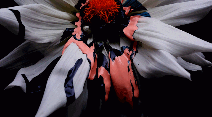 Sydney Still Life Photographer Vicki Lee Vivid series