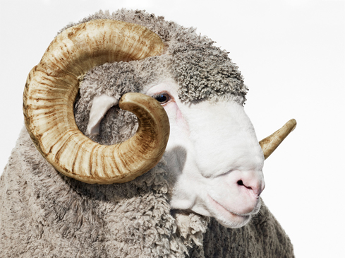 The Art of Merino photographed by Romello Pereira for Woolmark