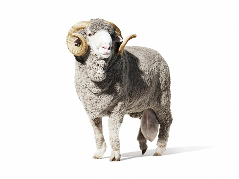 The Art of Merino photographed by Romello Pereira for Woolmark