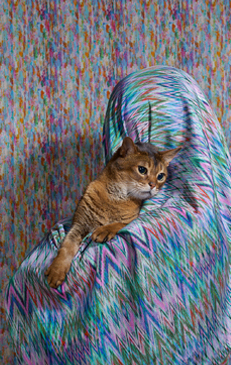 Hidden Parents by Jouk Oosterhof