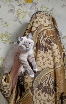 Hidden Parents by Jouk Oosterhof