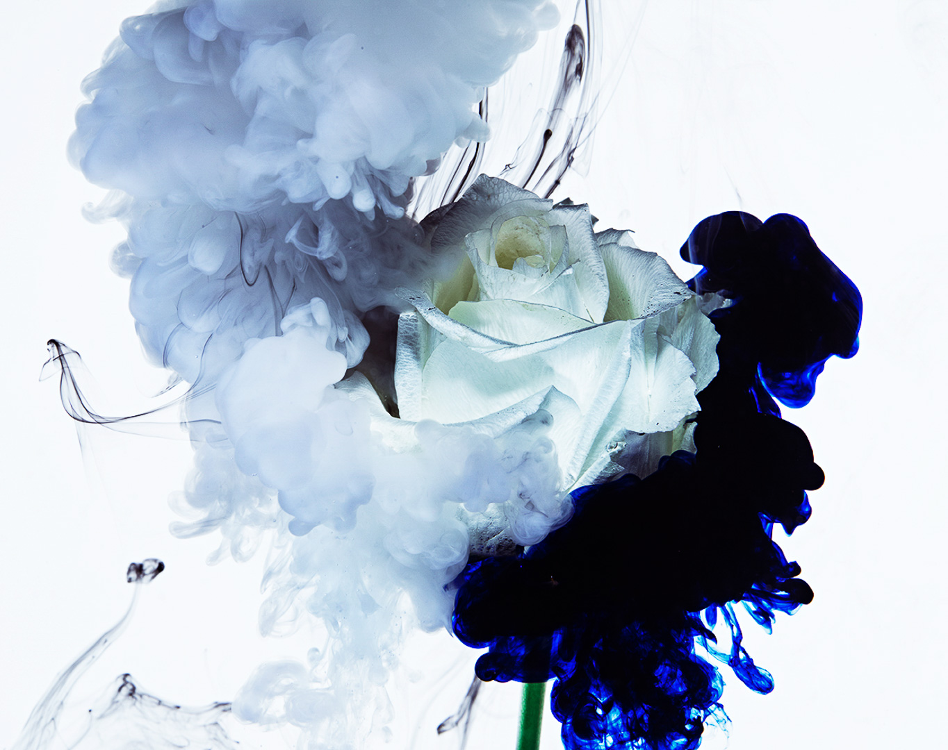 Sydney Still Life Photographer Vicki Lee Deluge series