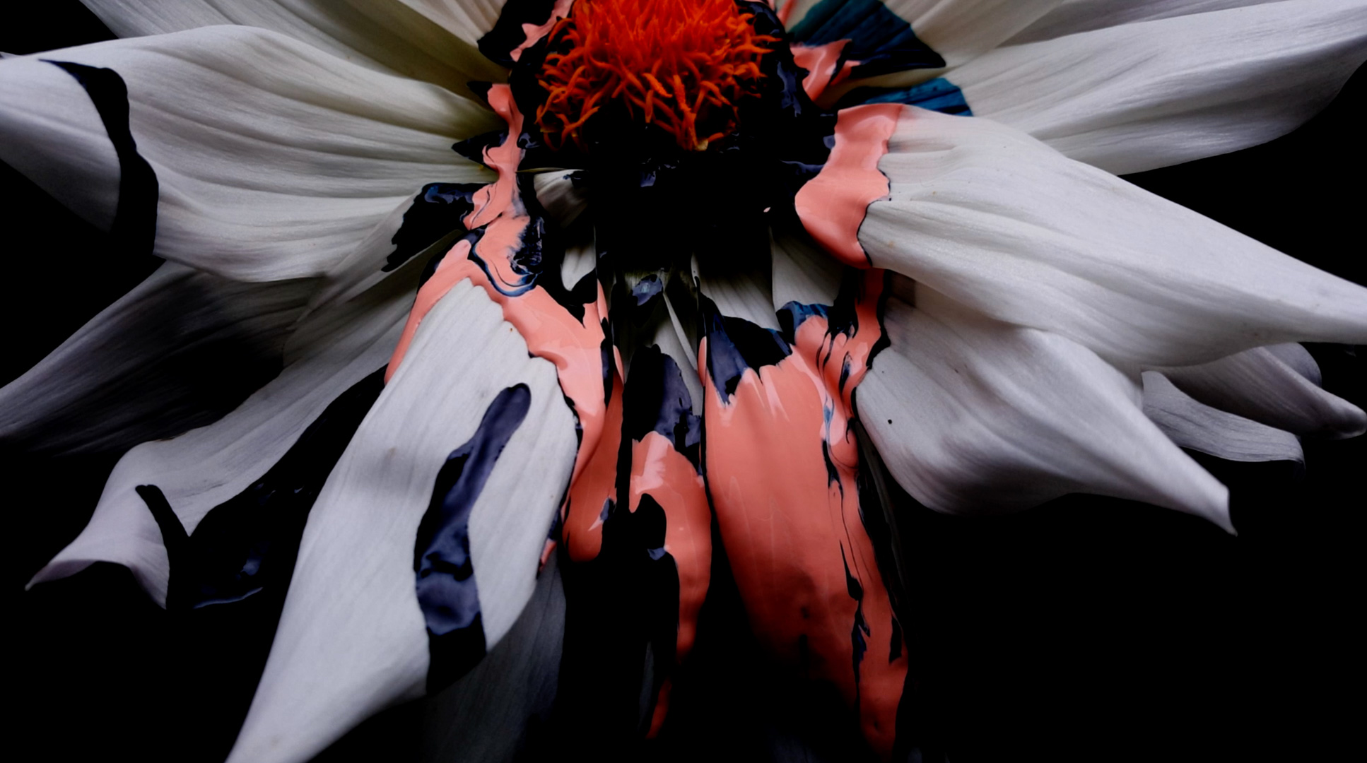 Sydney Still Life Photographer Vicki Lee Vivid series