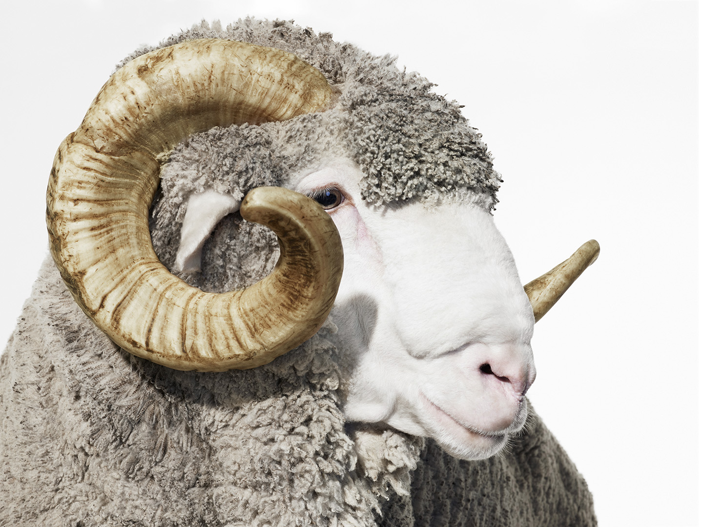 The Art of Merino photographed by Romello Pereira for Woolmark